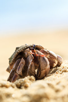 Hermit crab on the beach of Masoala, Madagascar