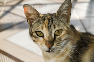 Obraz premium Cute cats, people loving and kissing the cat, the most beautiful big cat eyes, 