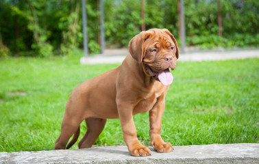 one puppy Dogue de Bordeaux