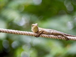 Lizard on rope