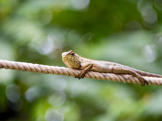 Lizard on rope