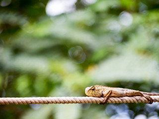 Lizard on rope