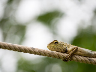 Lizard on rope