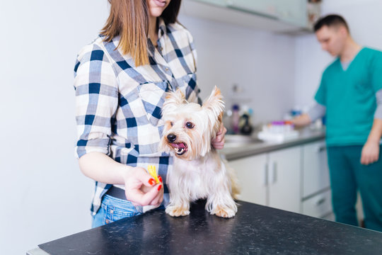 Woman with her Yorkshire terrier at veterinary. 