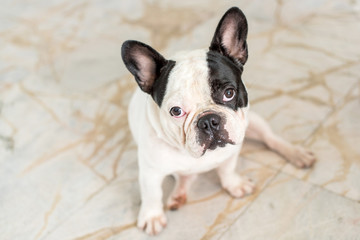 French bulldog sitting looking at the camera