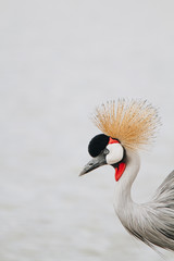 Crested Crane © Khadija