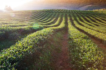 The tea plantations in mountain background  / Tea plantations in morning light with flare light Chiang Rai Province, Thailand