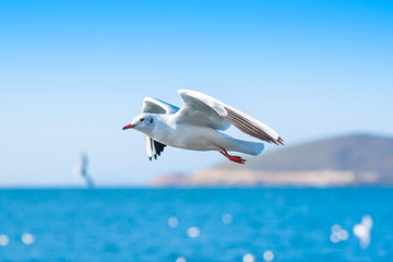 Fototapeta na wymiar White seagulls flying over Sea.
