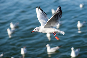 White seagulls flying over Sea.