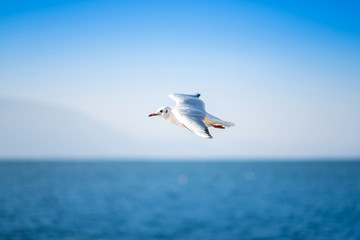 Fototapeta na wymiar White seagulls flying over Sea.
