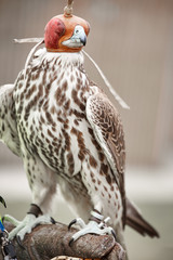 falcon saker detail