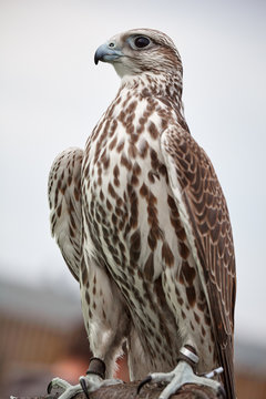 falcon saker detail