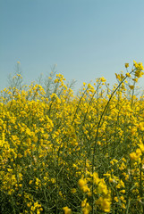 Fiori gialli, fuoco selettivo