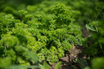 Petroselinum crispum - Fresh curly parsley on the ground close-up in garden.