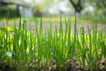 close-up of the onion plantation