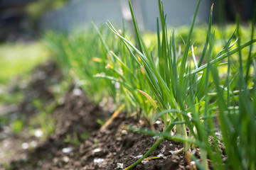 close-up of the onion plantation