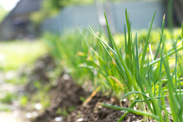 close-up of the onion plantation