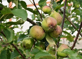 Ripening apples on branch of an apple tree in rural garden in summer residence