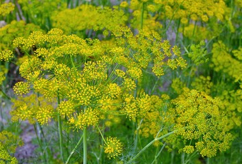 Flowering dill inflorescences, closeup