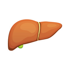 Obraz premium Human liver anatomy. Medical science vector illustration.