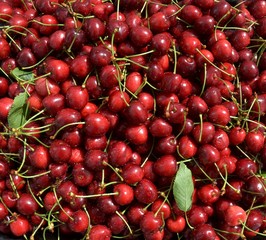 Harvest of ripe cherries is pure, washed in water, ready for cooking