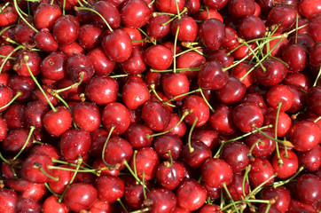 Ripe fresh cherries with petioles, just ripped from tree, washed in water and ready for processing
