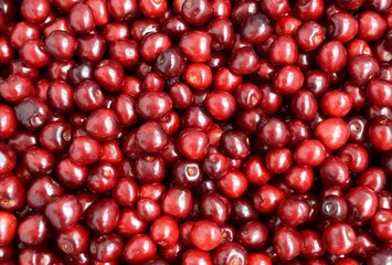Berries of ripe cherries, prepared for processing. Background