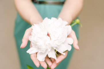 White flower in female hand. Young girl holding in arms white flower in front of herself.