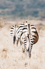 Obraz na płótnie Canvas Zebra march