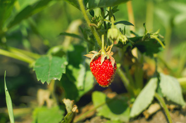 Strawberries in the garden. Sweet berry, nature concept.