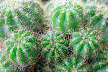 Macro shot of cactus