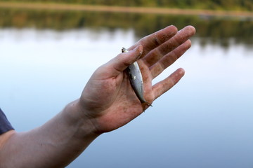 Caught fish in the fisherman's hand