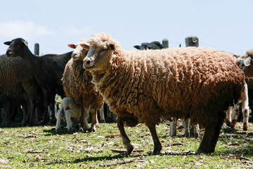 Fototapeta premium OVINOCULTURA