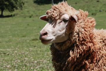 Obraz premium OVINOCULTURA