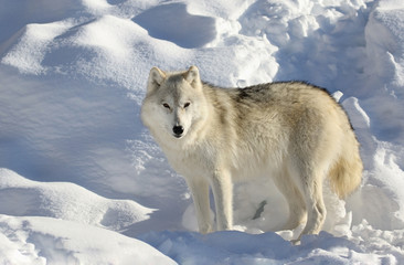 Fototapeta premium loup seul dans la neige