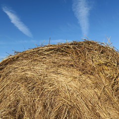 Fototapeta na wymiar On the field harvested round bales of straw lying on a green meadow in summer with bright blue sky