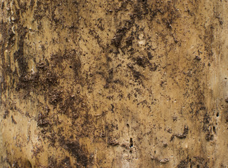 Wood texture of dried tree. .