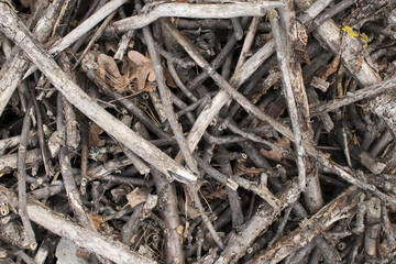 Brushwood background.