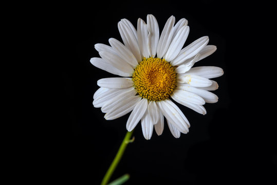 Fototapeta daisy white flower black background