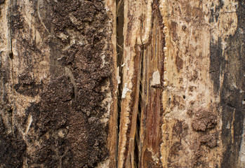 Wood texture of dried tree.