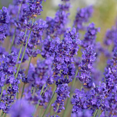 Echter Lavendel, Lavandula
