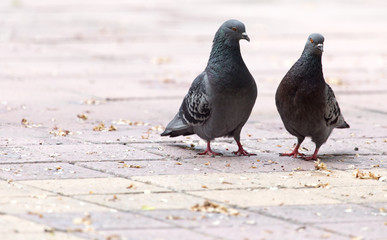 Love of two pigeons on the sidewalk
