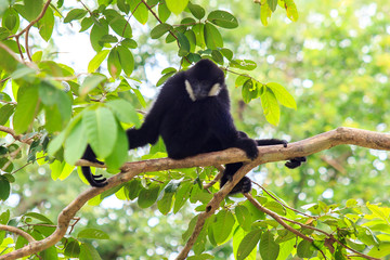 Gibbon on the tree.