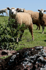 Obraz premium OVINOCULTURA