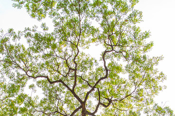 top part of big tall tree in forest.