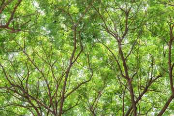 top part of big tall tree in forest.