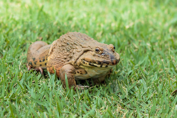 Frog sitting on the green grass.