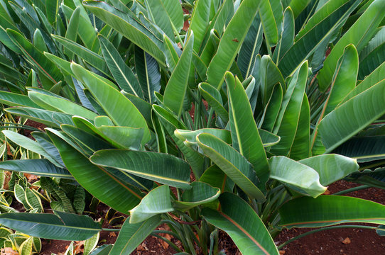 Fototapeta Green leaves of Strelitzia.