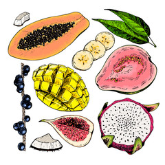 Naklejka premium Vector hand drawn exotic fruits. Engraved smoothie bowl ingredients. Colored icon set. Tropical sweet food. Fig, mango, pitaya, banana, acai, guava, coconut.