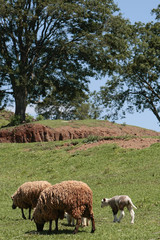 Obraz premium OVINOCULTURA